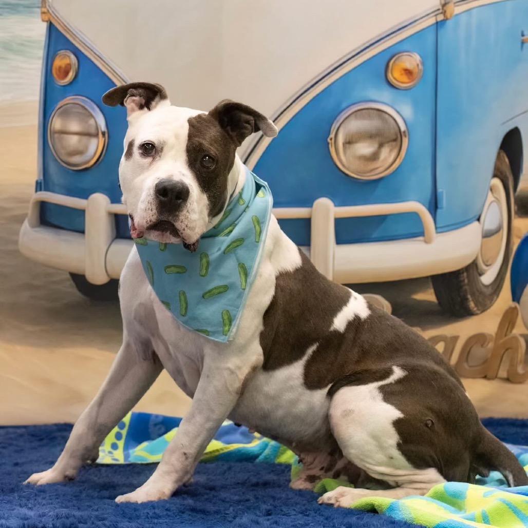 Kwanza, a Adoptable American Staffordshire Terrier in Apache Junction, AZ image 5/6