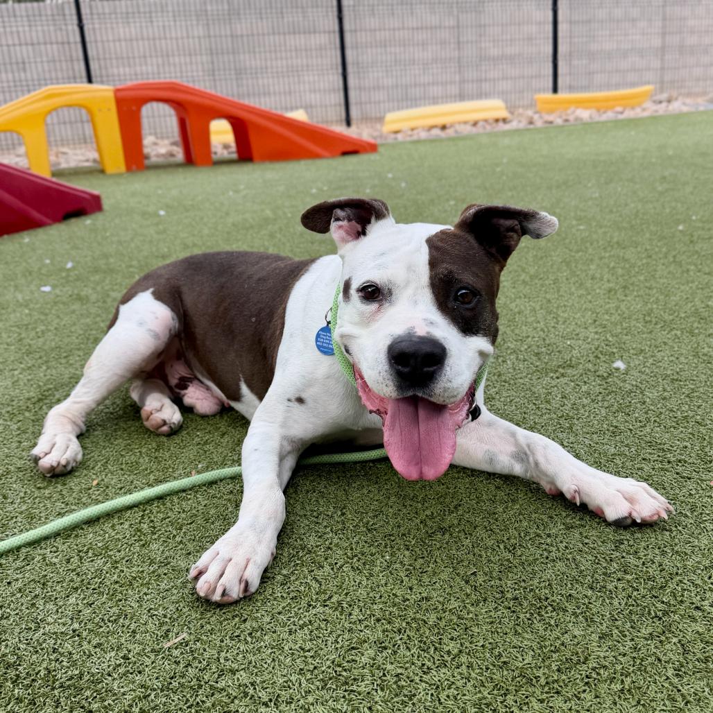 Kwanza, a Adoptable American Staffordshire Terrier in Apache Junction, AZ image 6/6