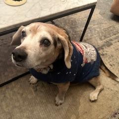 Kota, Adoptable, Senior Female Beagle.