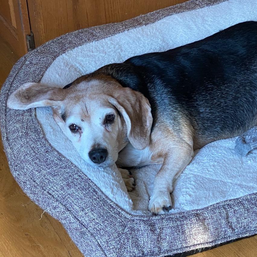 Kota, Adoptable, Senior Female Beagle.