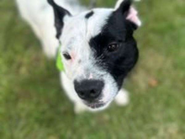 Enlarge Oreo, a Adoptable mixed breed in Skillman, NJ image 2/6