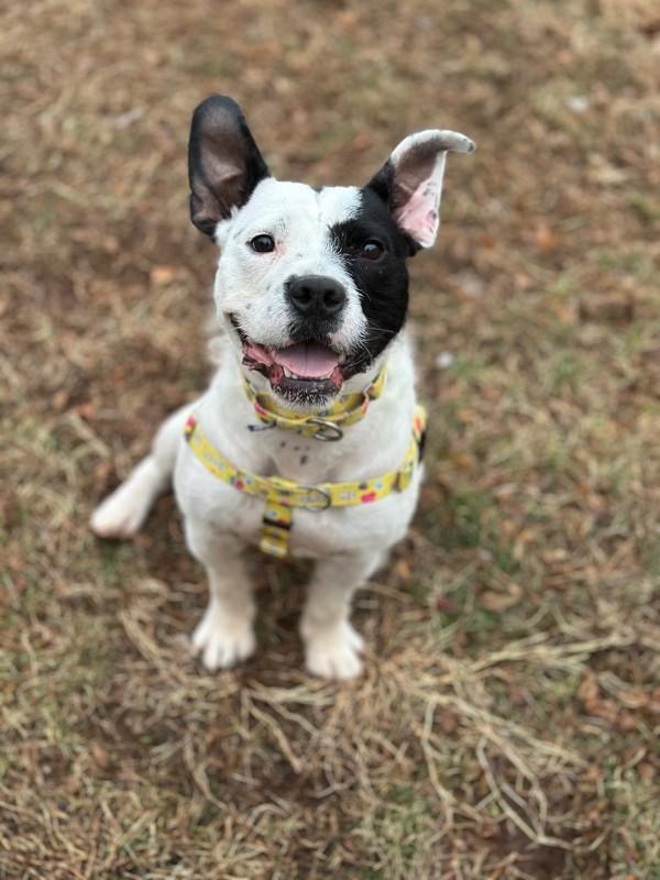 Enlarge Oreo (in Foster), a Adoptable mixed breed in Skillman, NJ image 1/6