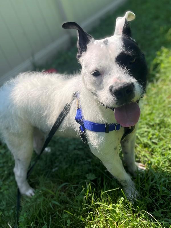 Enlarge Oreo, a Adoptable mixed breed in Skillman, NJ image 4/6