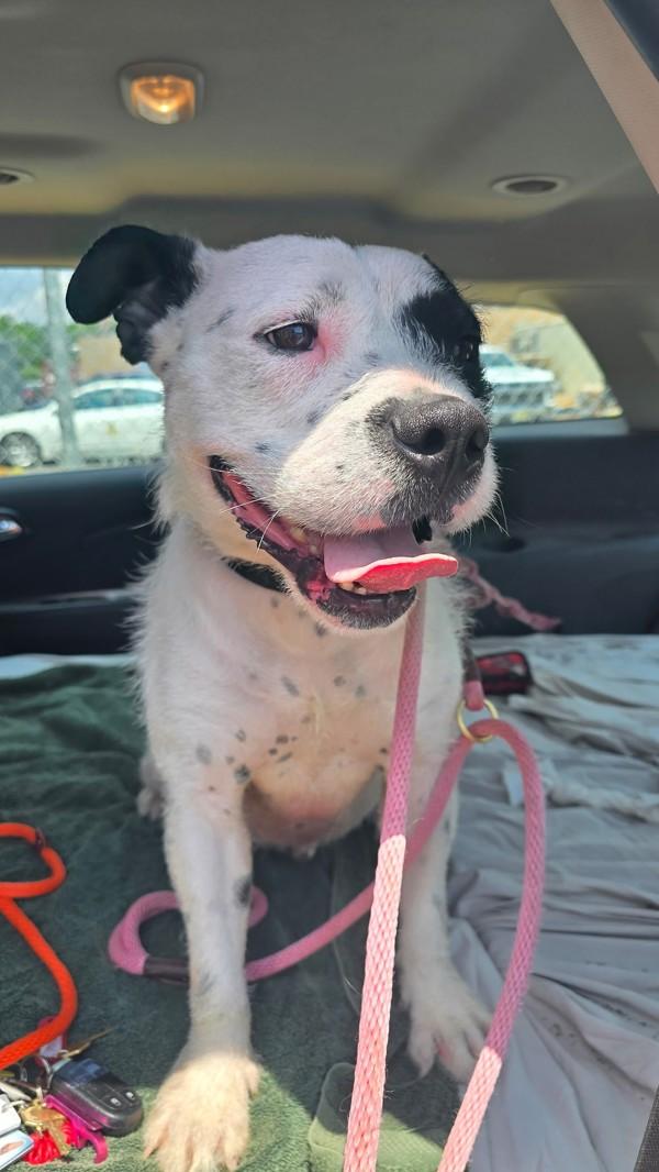 Enlarge Oreo (in Foster), a Adoptable mixed breed in Skillman, NJ image 5/6