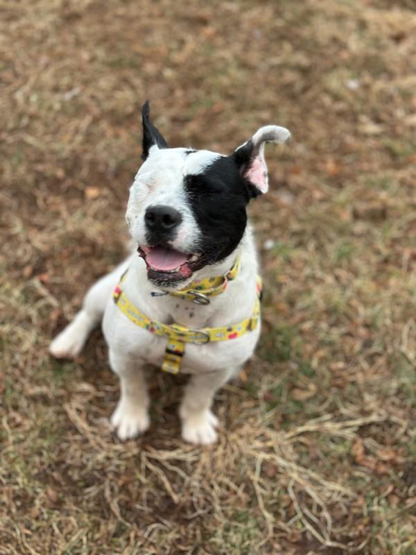 Enlarge Oreo (in Foster), a Adoptable mixed breed in Skillman, NJ image 6/6