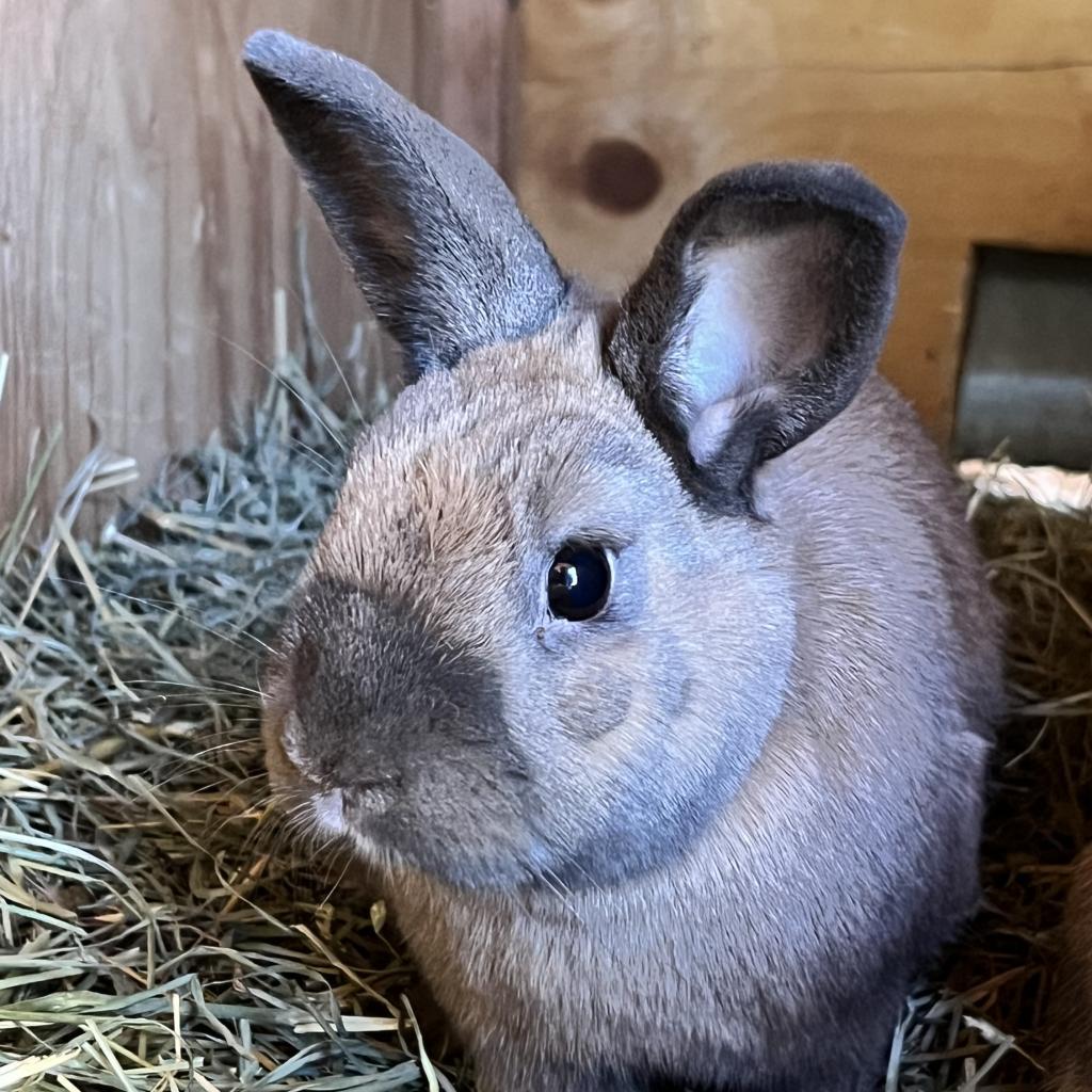 Jake, Adoptable, Adult Male Cinnamon.