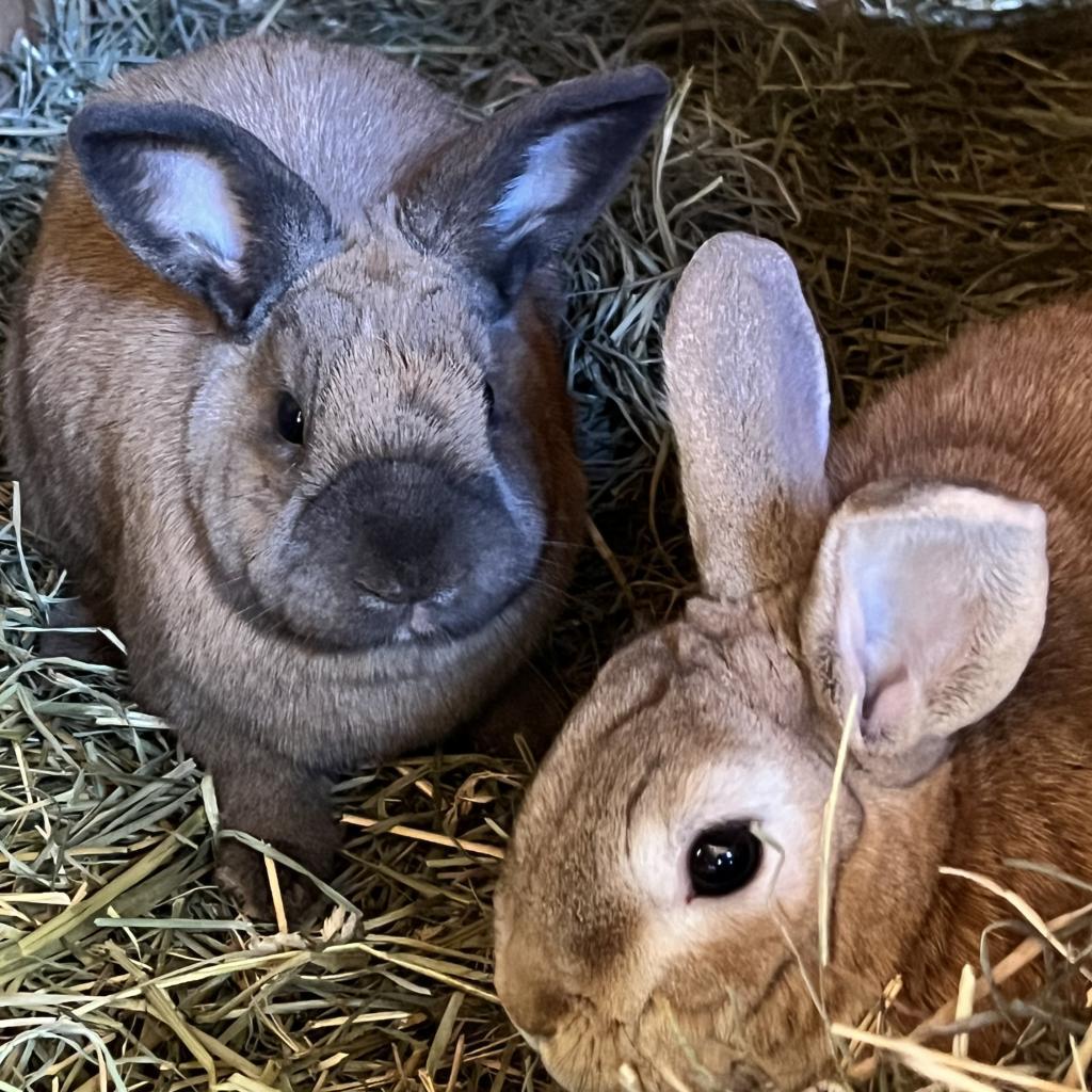 Jake, a Adoptable Cinnamon in Long Beach, CA image 2/3