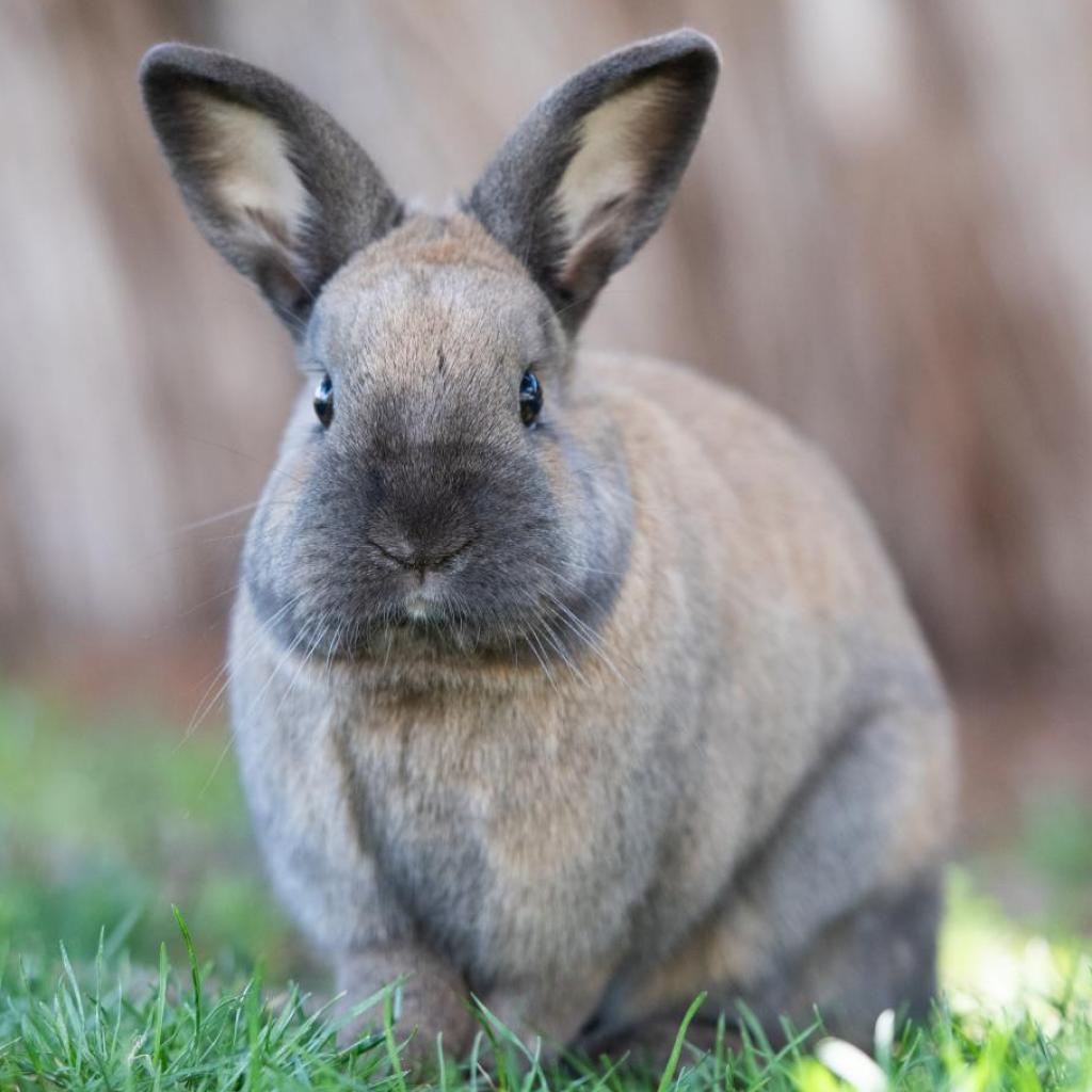 Jake, a Adoptable Cinnamon in Long Beach, CA image 3/3
