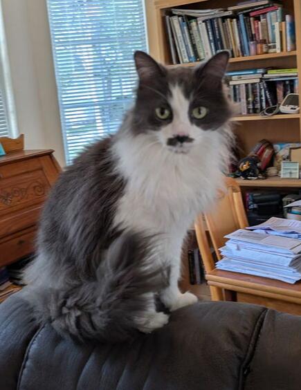 Enlarge Stassi, a Adoptable Domestic Long Hair in Oakdale, CA image 1/6