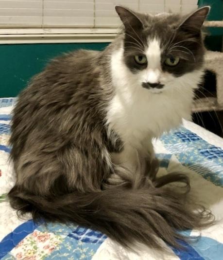 Enlarge Stassi, a Adoptable Domestic Long Hair in Oakdale, CA image 2/6
