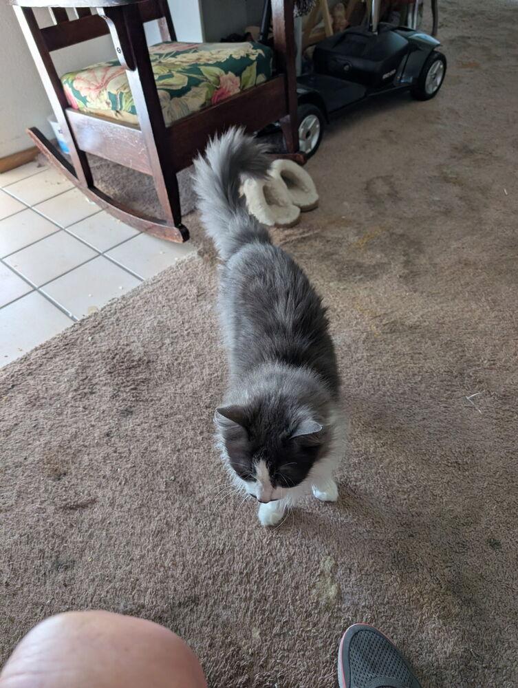 Enlarge Stassi, a Adoptable Domestic Long Hair in Oakdale, CA image 3/6