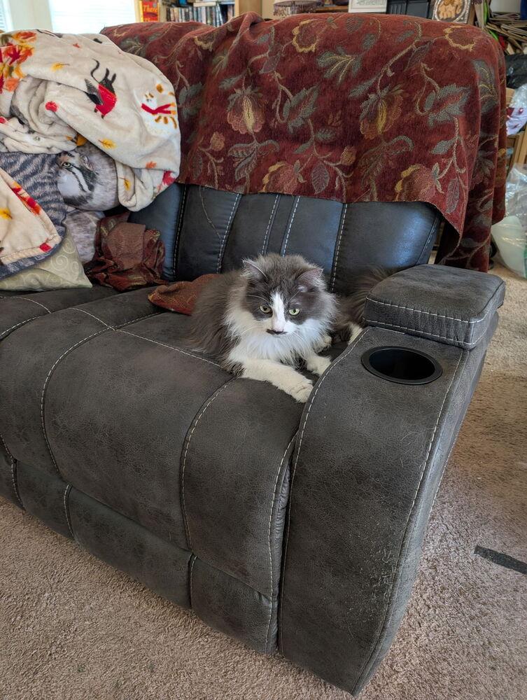 Enlarge Stassi, a Adoptable Domestic Long Hair in Oakdale, CA image 4/6