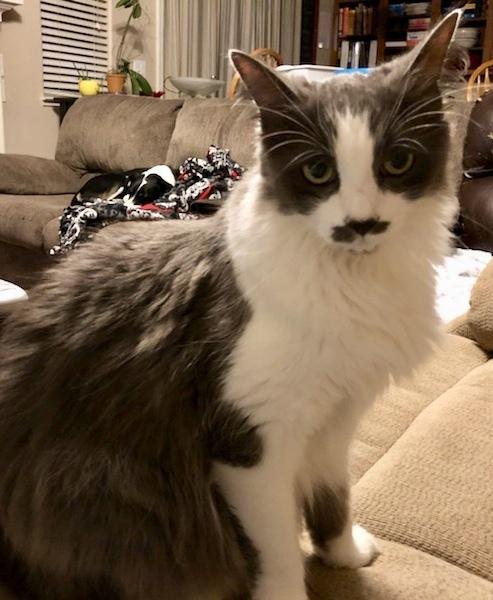 Enlarge Stassi, a Adoptable Domestic Long Hair in Oakdale, CA image 5/6