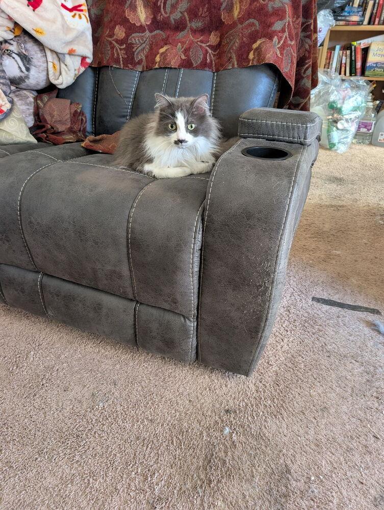 Enlarge Stassi, a Adoptable Domestic Long Hair in Oakdale, CA image 6/6
