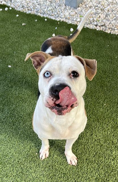 Enlarge ANAKIN, a Adoptable mixed breed in Newton, NC image 1/1