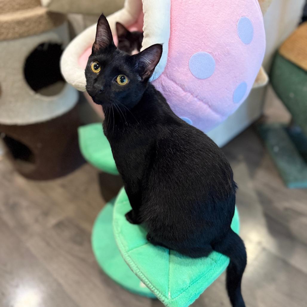 Hob Goblin, a Adoptable Domestic Short Hair in Port Richey, FL image 1/6