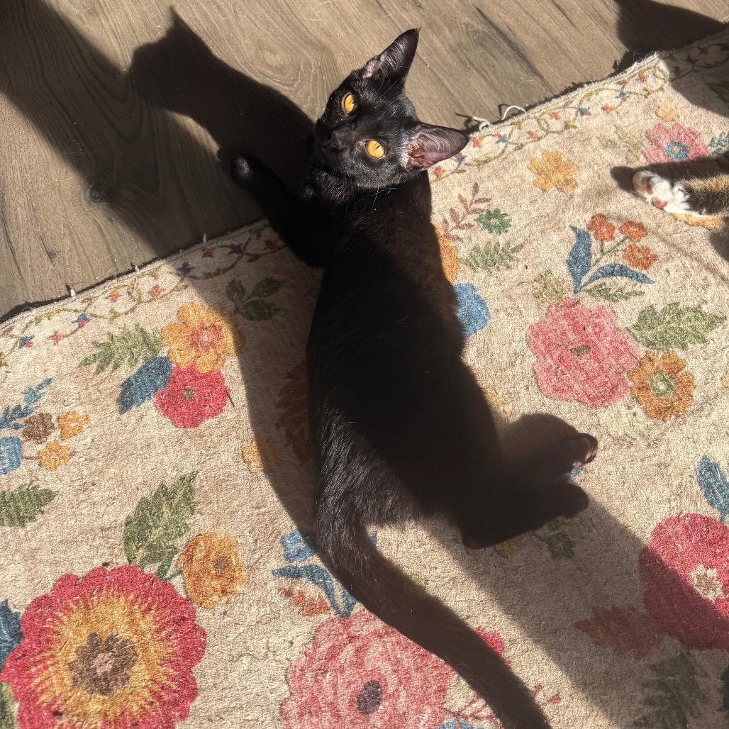 Hob Goblin, a Adoptable Domestic Short Hair in Port Richey, FL image 1/4