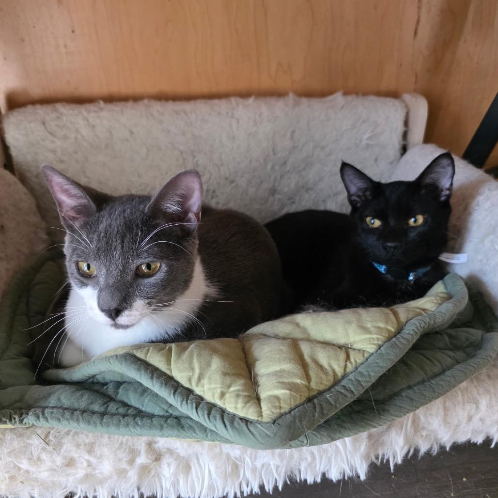 Hob Goblin, a Adoptable Domestic Short Hair in Port Richey, FL image 2/4