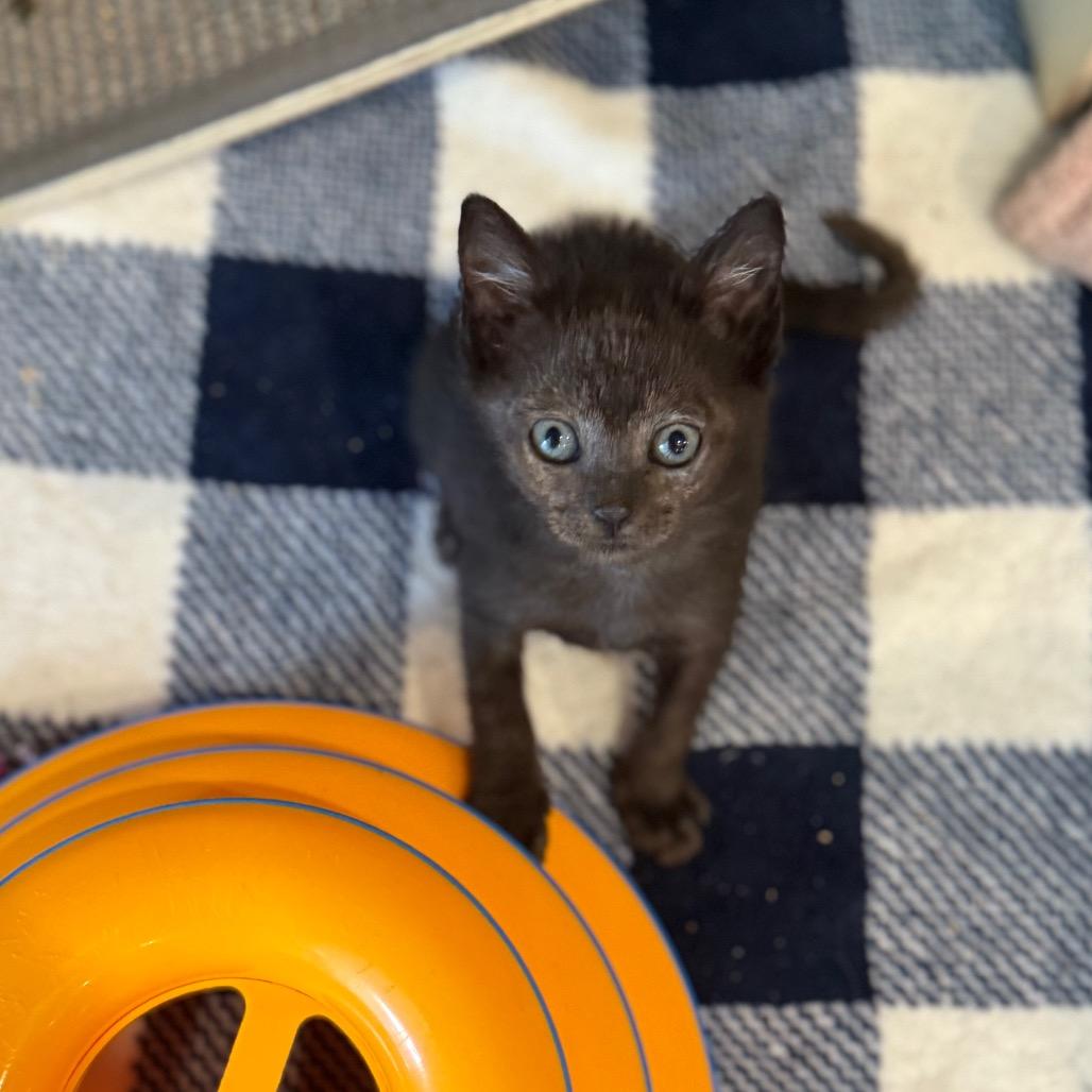 Hob Goblin, a Adoptable Domestic Short Hair in Port Richey, FL image 3/4