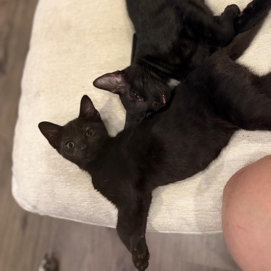 Hob Goblin, a Adoptable Domestic Short Hair in Port Richey, FL image 4/4