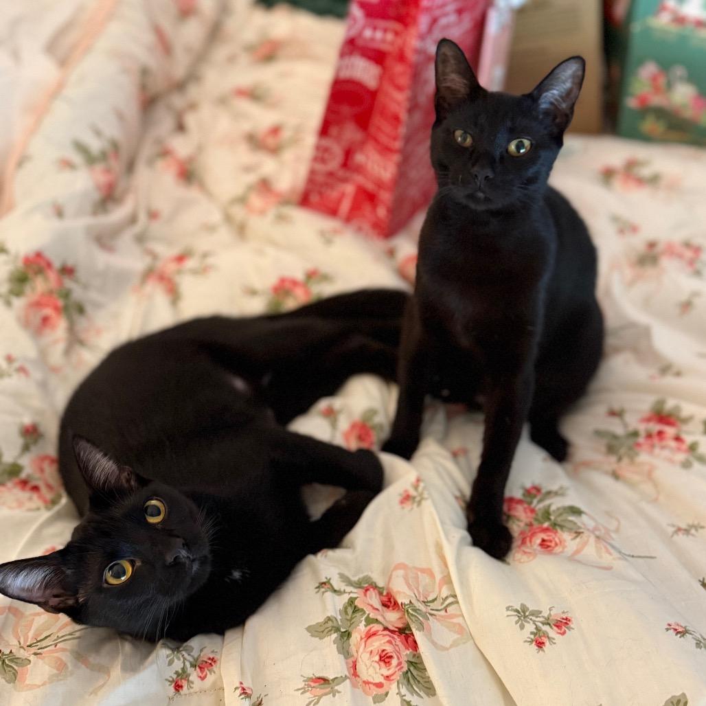 Hob Goblin, a Adoptable Domestic Short Hair in Port Richey, FL image 6/6