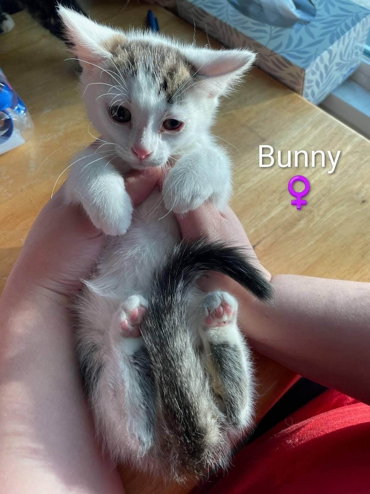 Bunny - Kitten, Adoptable, Kitten Female Domestic Short Hair.
