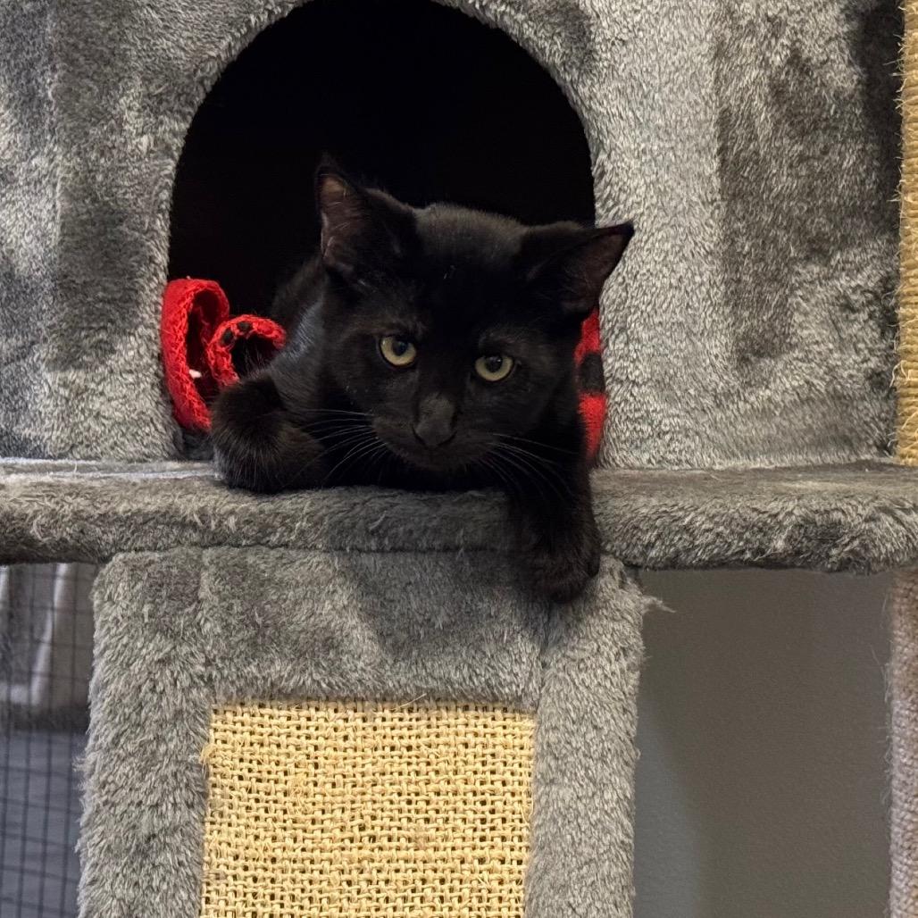 Enlarge Hershey, a Adoptable Domestic Short Hair in Sequim, WA image 6/6