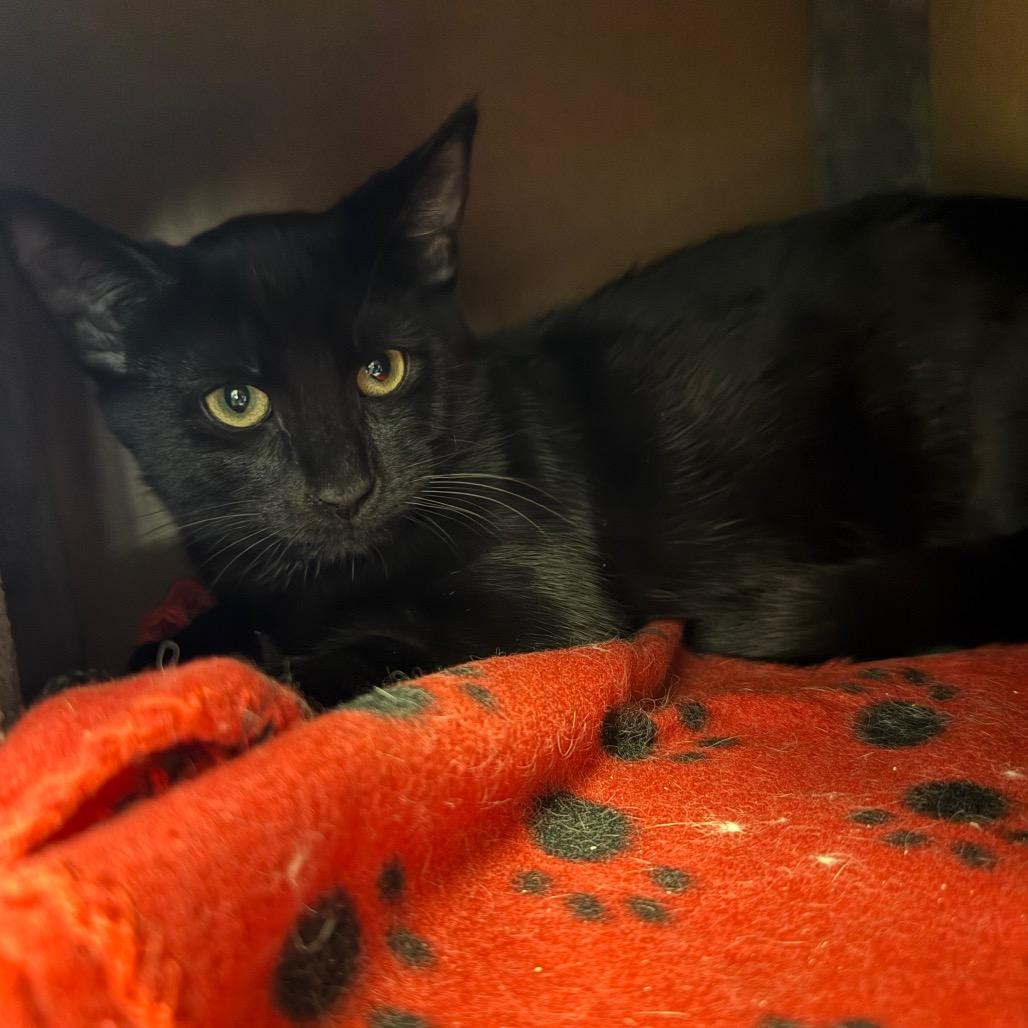 Enlarge Hershey, a Adoptable Domestic Short Hair in Sequim, WA image 1/6