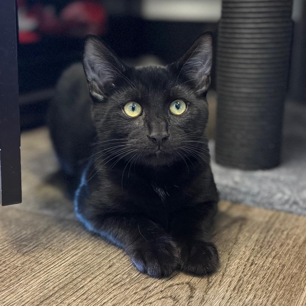 Enlarge Hershey, a Adoptable Domestic Short Hair in Sequim, WA image 4/6