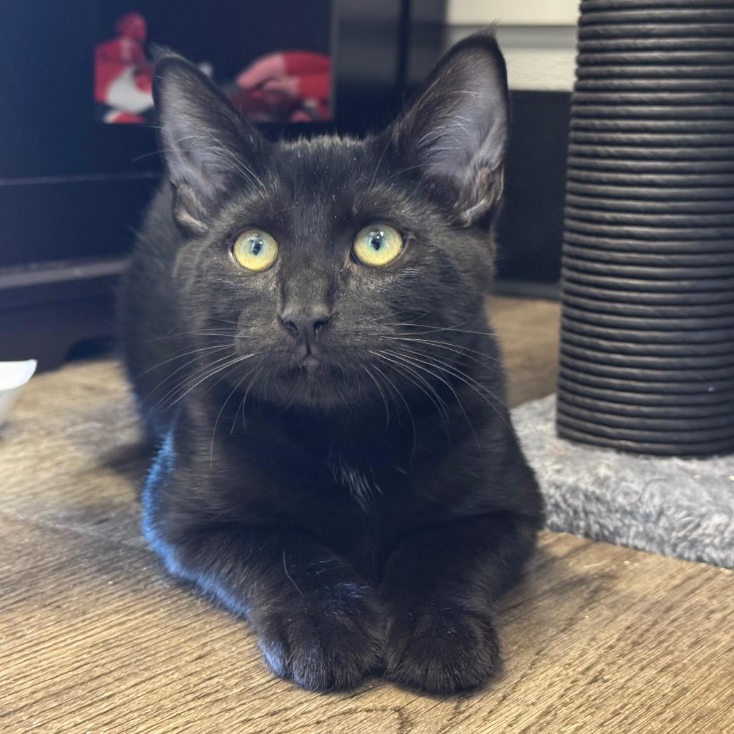 Enlarge Hershey, a Adoptable Domestic Short Hair in Sequim, WA image 2/6