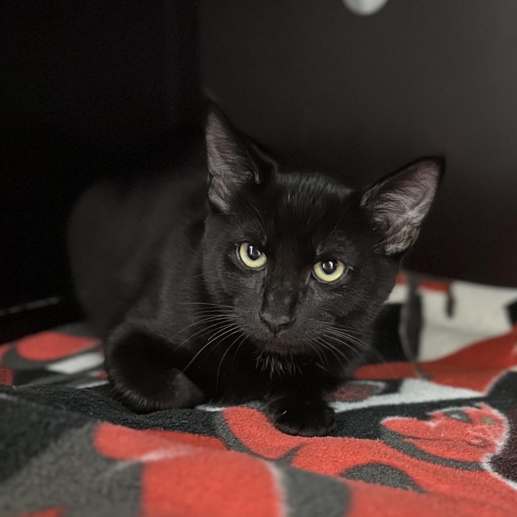 Enlarge Hershey, a Adoptable Domestic Short Hair in Sequim, WA image 3/6