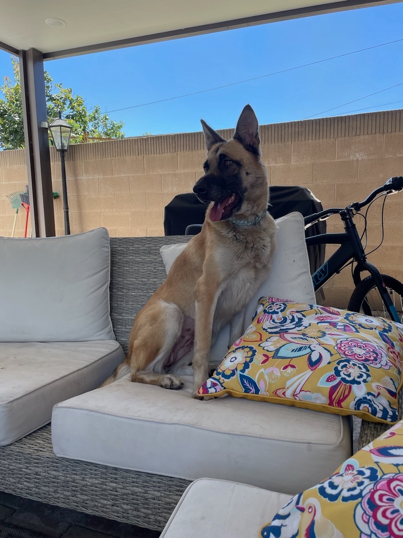 Goldie, a Adoptable German Shepherd Dog in Mission VIejo, CA image 1/10