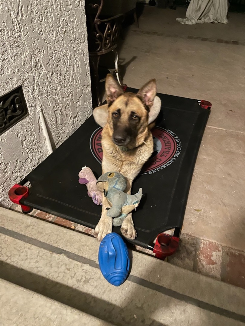 Goldie, a Adoptable German Shepherd Dog in Mission VIejo, CA image 2/10