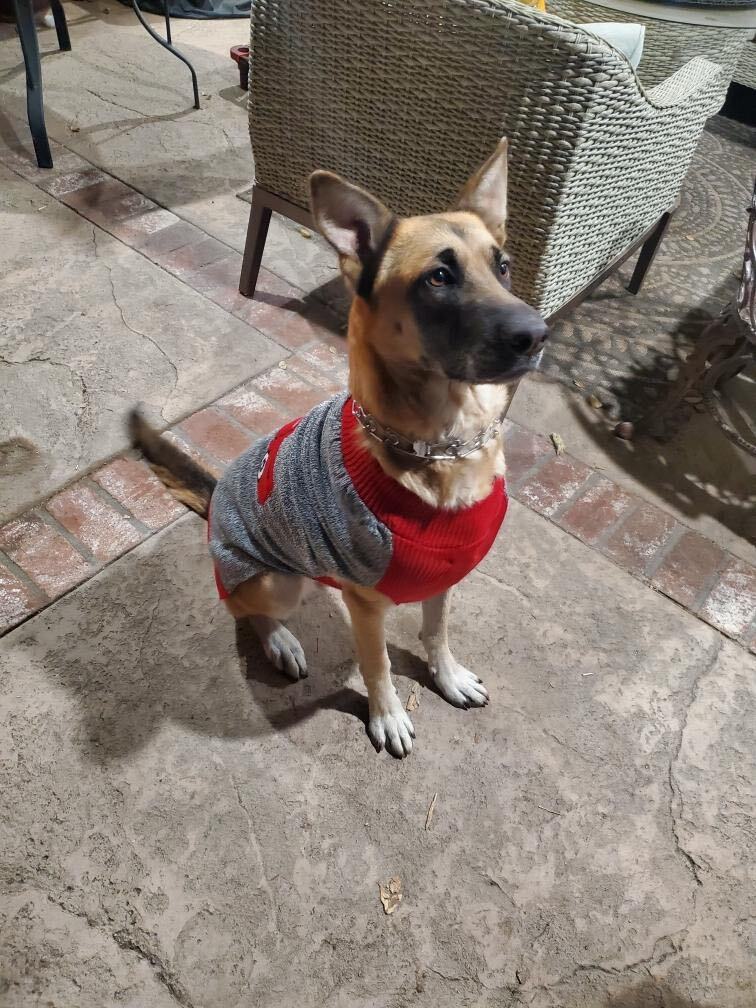 Goldie, a Adoptable German Shepherd Dog in Mission VIejo, CA image 3/10