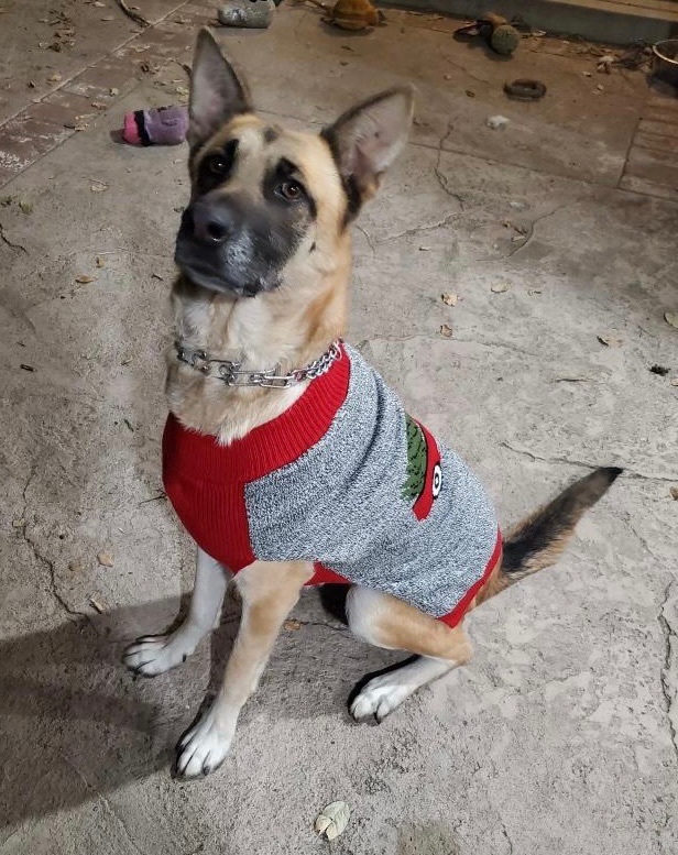 Goldie, a Adoptable German Shepherd Dog in Mission VIejo, CA image 4/10