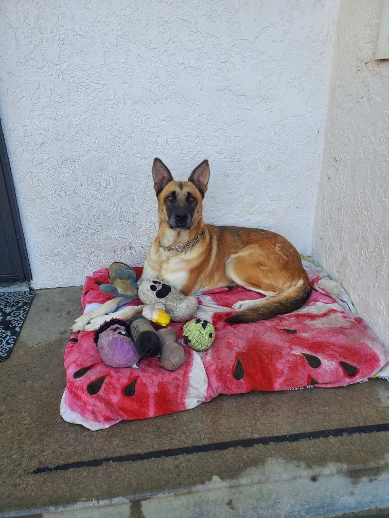 Goldie, a Adoptable German Shepherd Dog in Mission VIejo, CA image 5/10