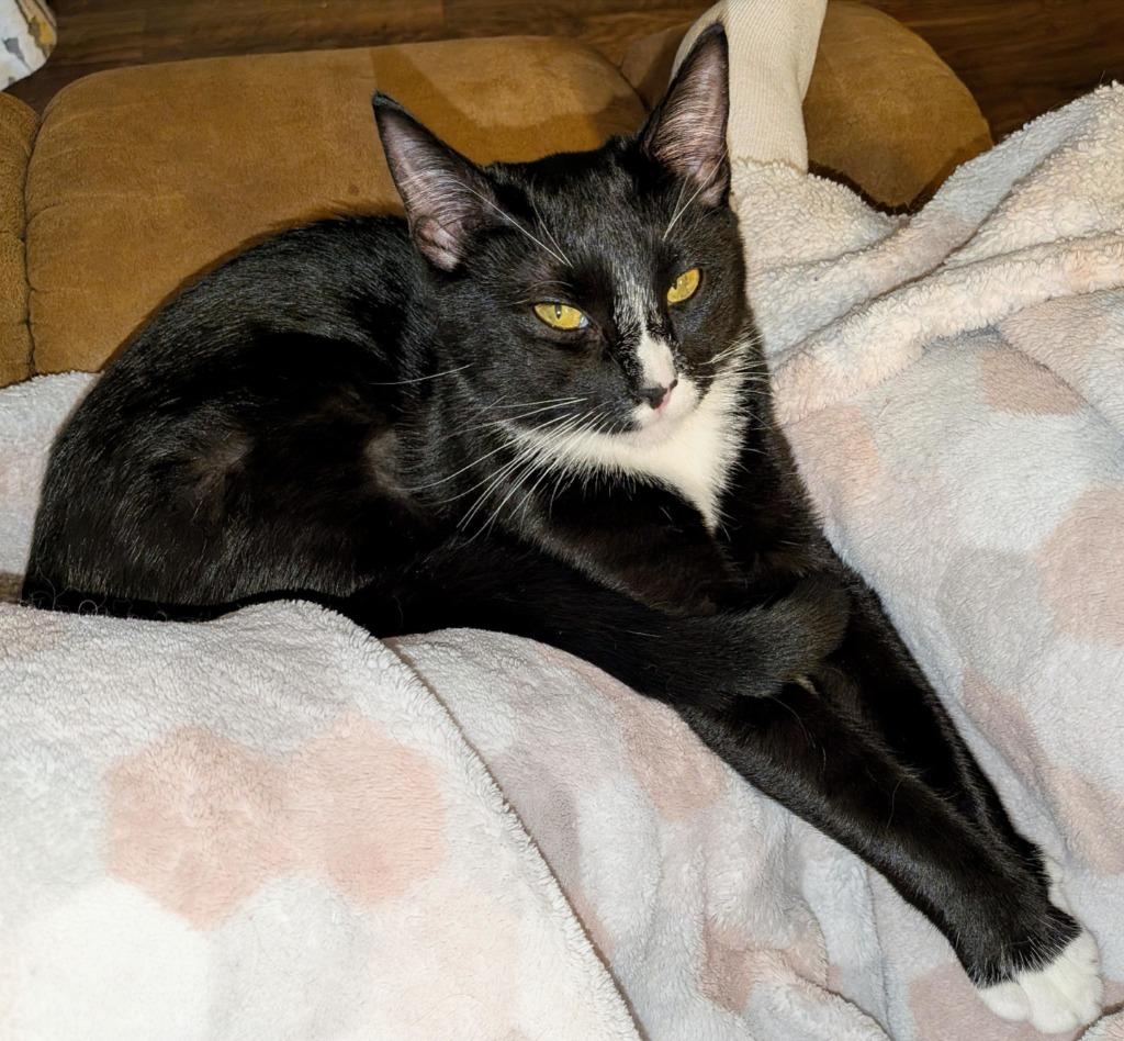 Enlarge Dilly, a Adoptable Domestic Short Hair in Nacogdoches, TX image 1/6