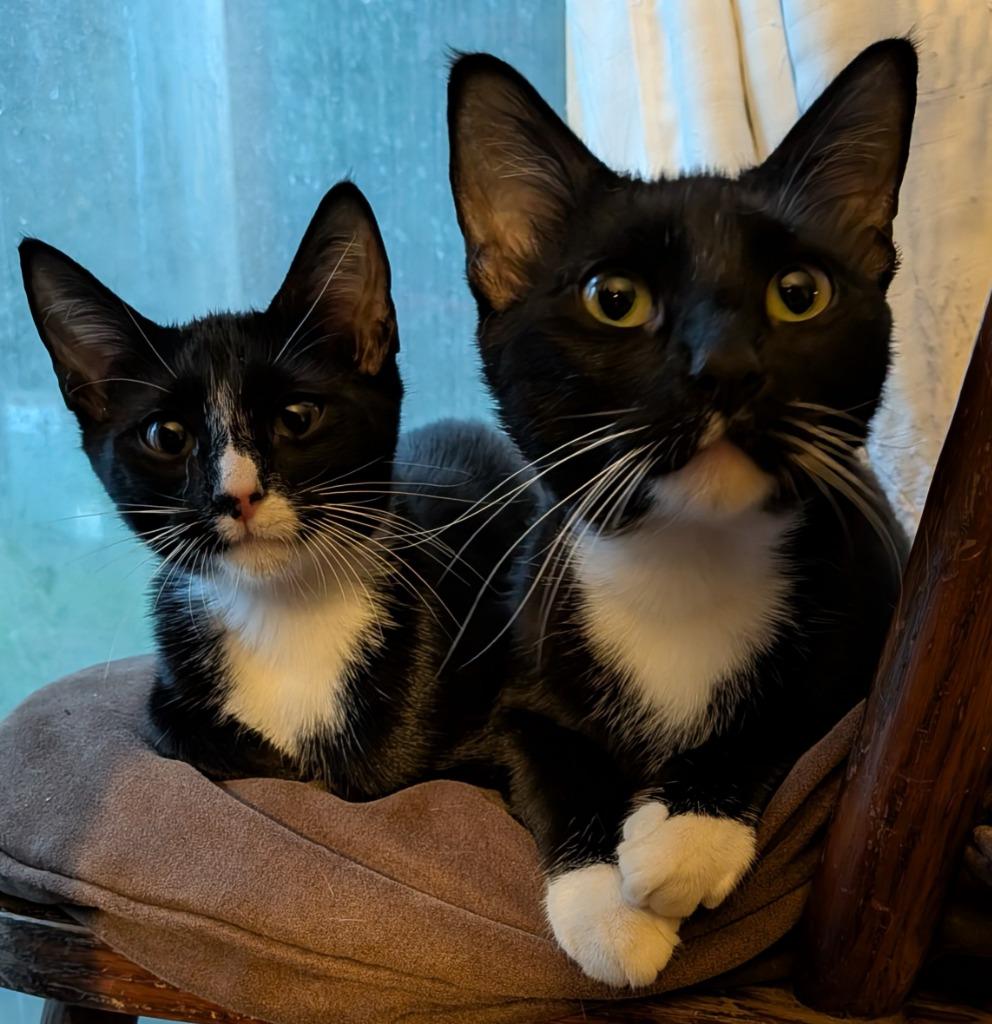 Enlarge Dilly, a Adoptable Domestic Short Hair in Nacogdoches, TX image 2/6