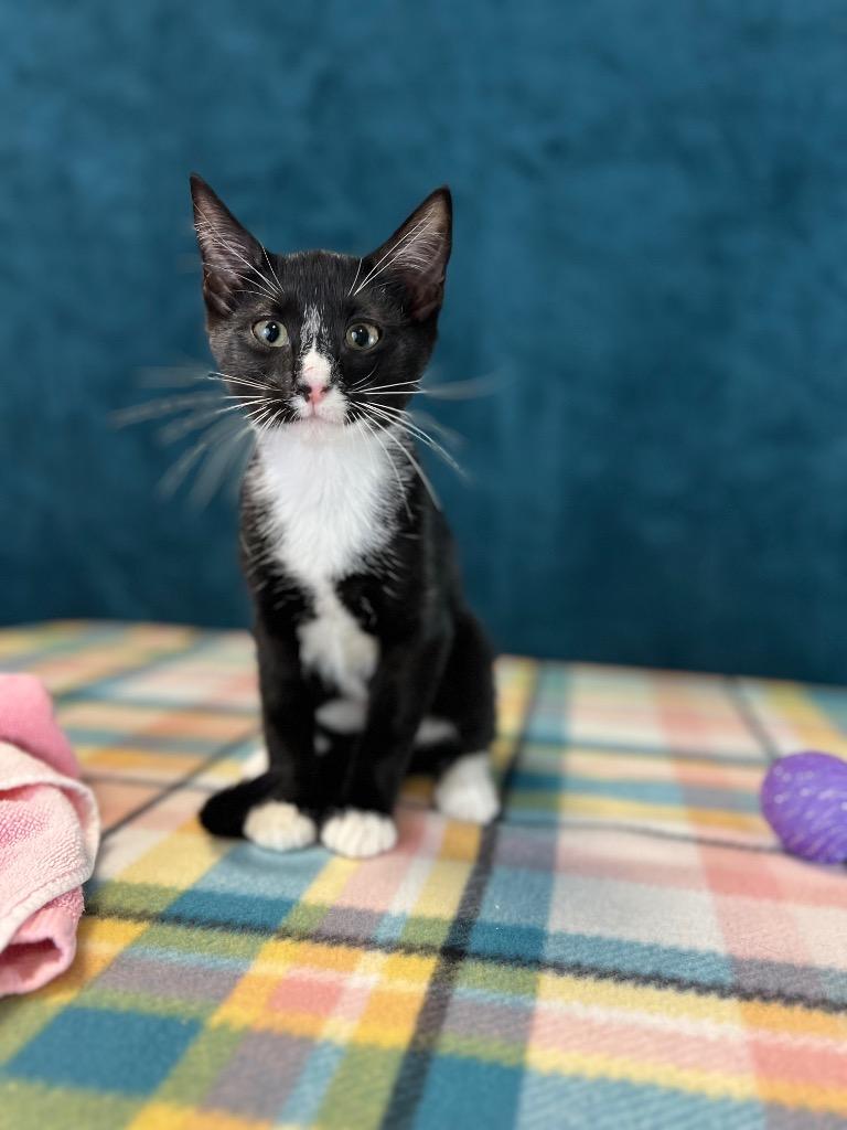 Dilly, Adoptable, Young Female Domestic Short Hair.