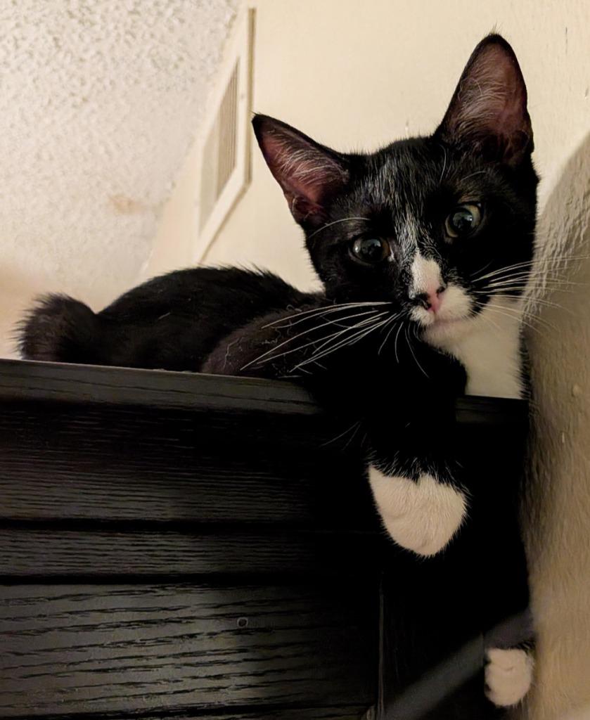 Enlarge Dilly, a Adoptable Domestic Short Hair in Nacogdoches, TX image 4/6