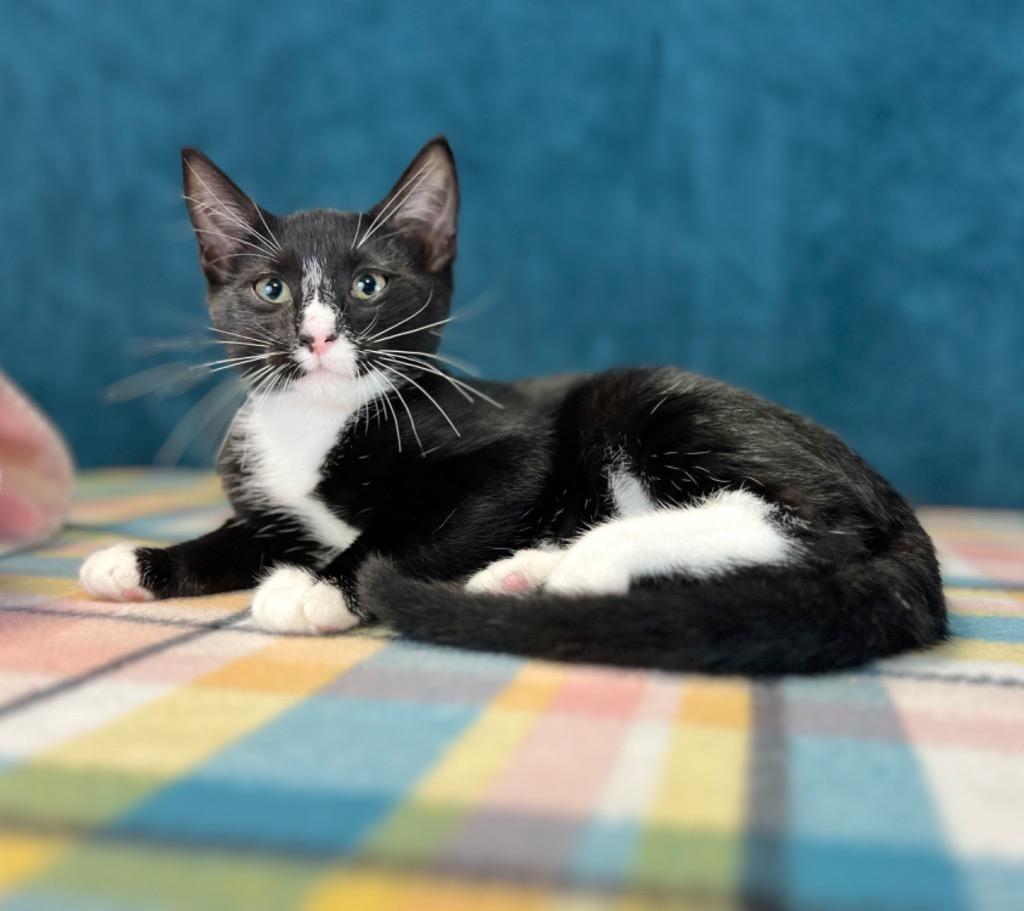 Dilly, a Adoptable mixed breed in Nacogdoches, TX image 1/6