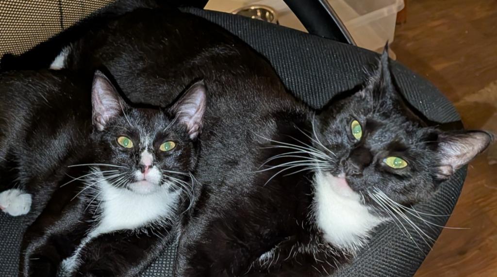 Enlarge Dilly, a Adoptable Domestic Short Hair in Nacogdoches, TX image 5/6