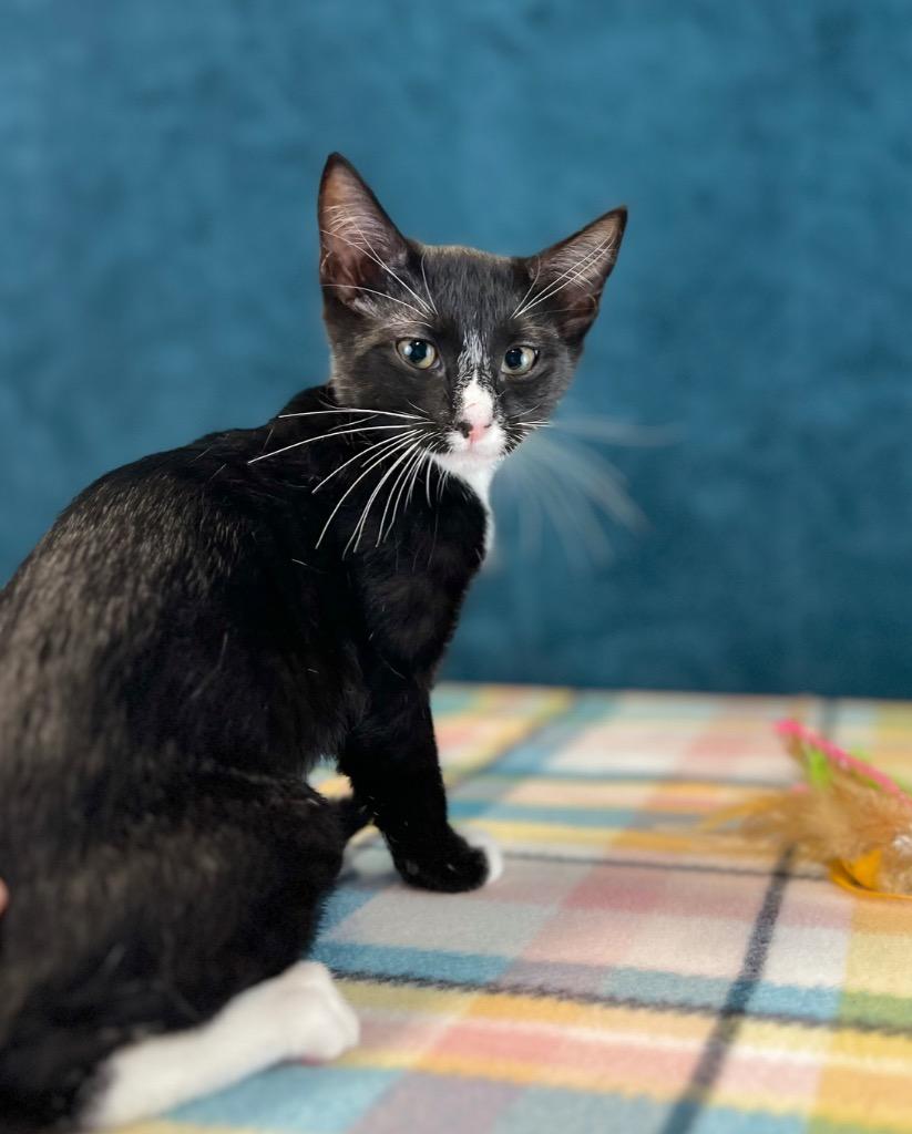 Dilly, a Adoptable mixed breed in Nacogdoches, TX image 3/6