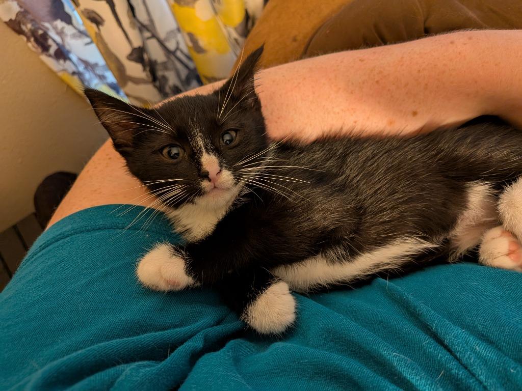 Dilly, a Adoptable mixed breed in Nacogdoches, TX image 4/6