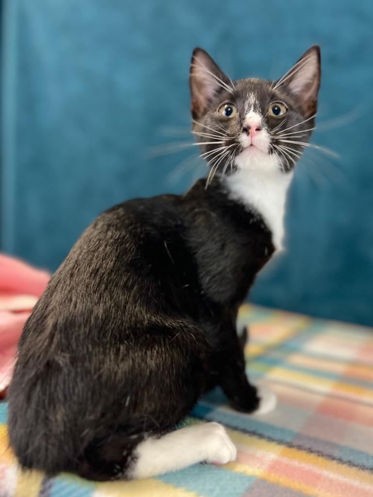 Dilly, a Adoptable mixed breed in Nacogdoches, TX image 5/6