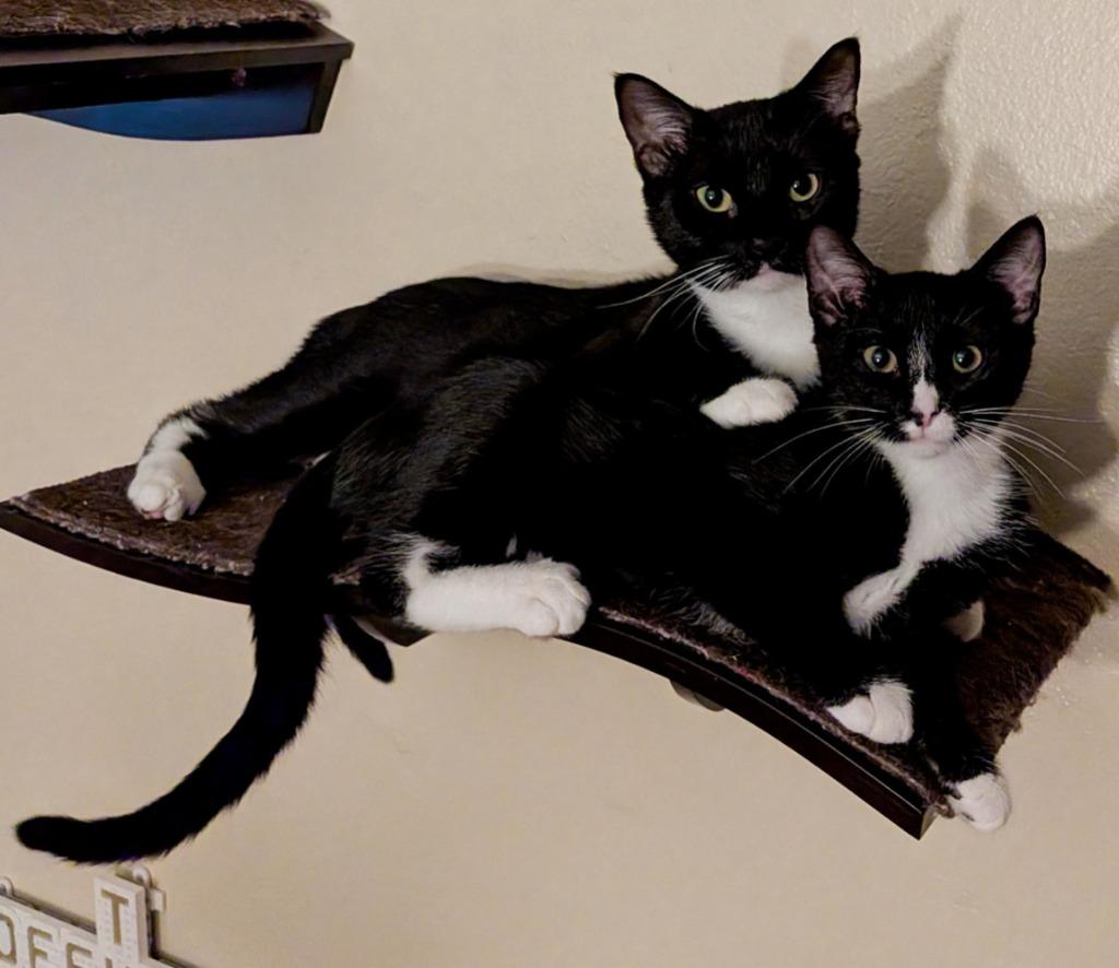 Enlarge Dilly, a Adoptable Domestic Short Hair in Nacogdoches, TX image 6/6