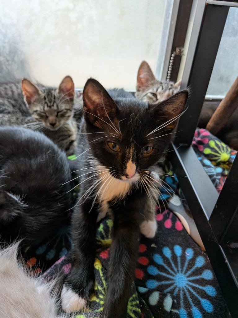 Dilly, a Adoptable mixed breed in Nacogdoches, TX image 4/6