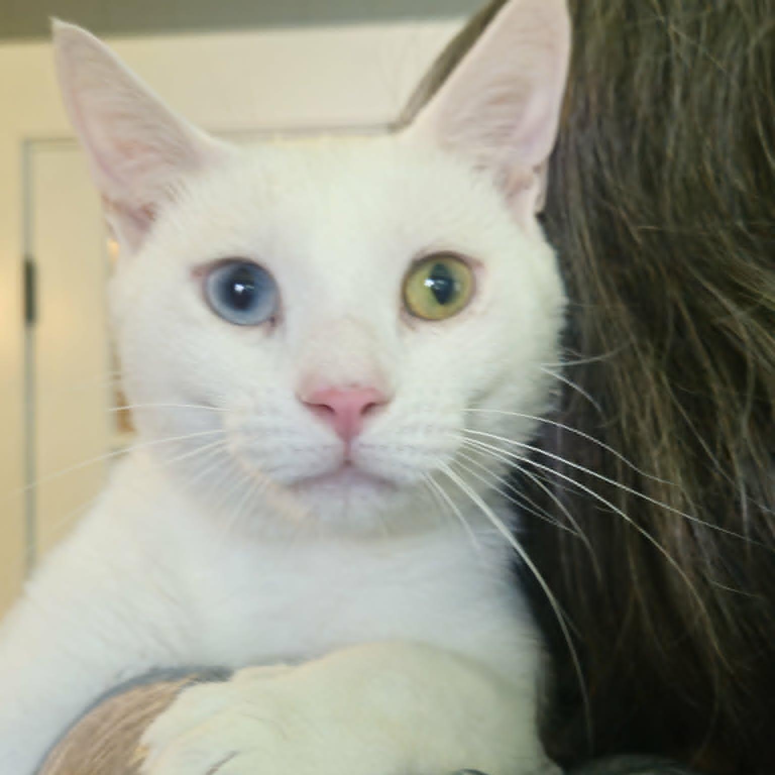Beckett - Perfect Companion, a ADOPTABLE Domestic Short Hair in Rochester, NY image 1/4