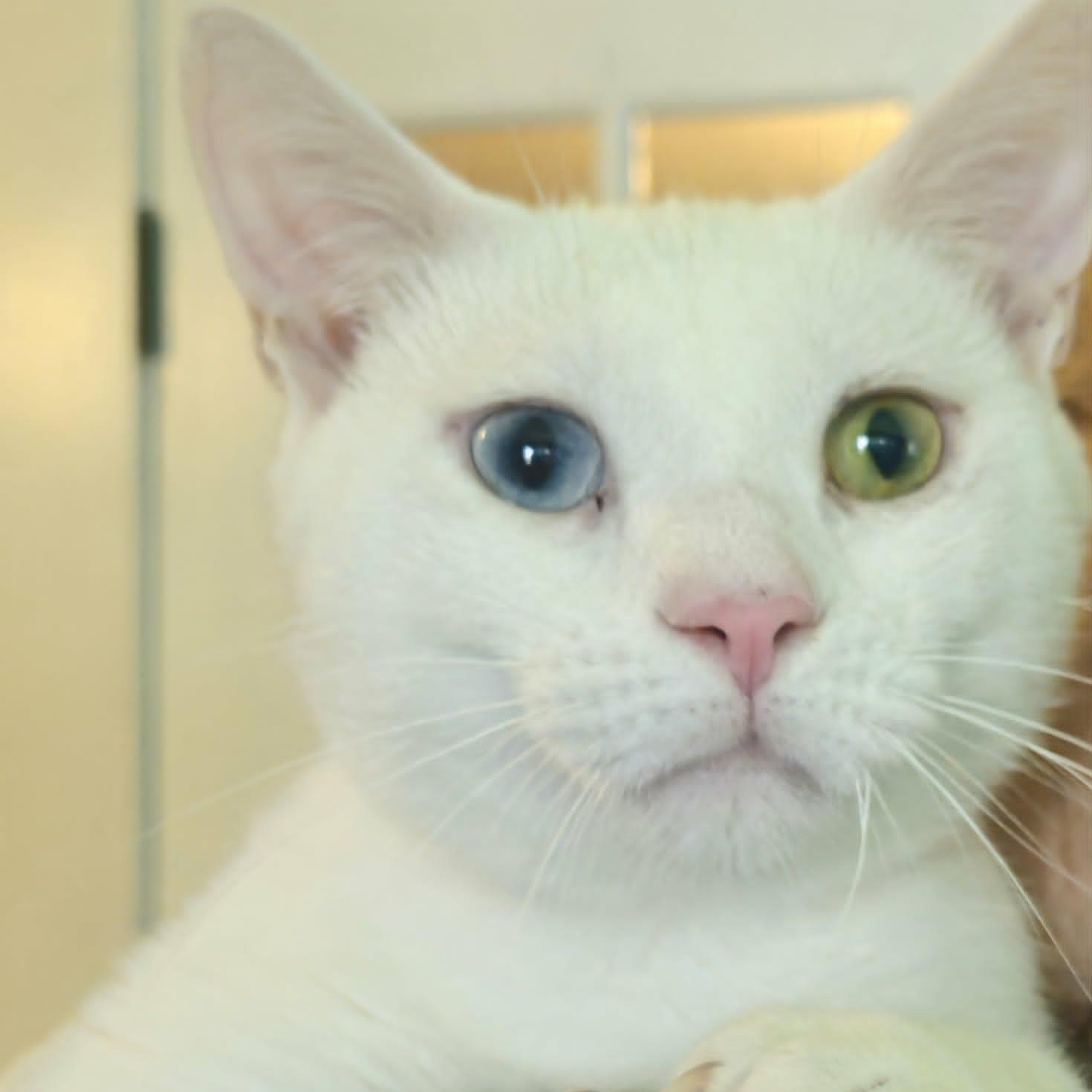 Beckett - Perfect Companion, a ADOPTABLE Domestic Short Hair in Rochester, NY image 3/4