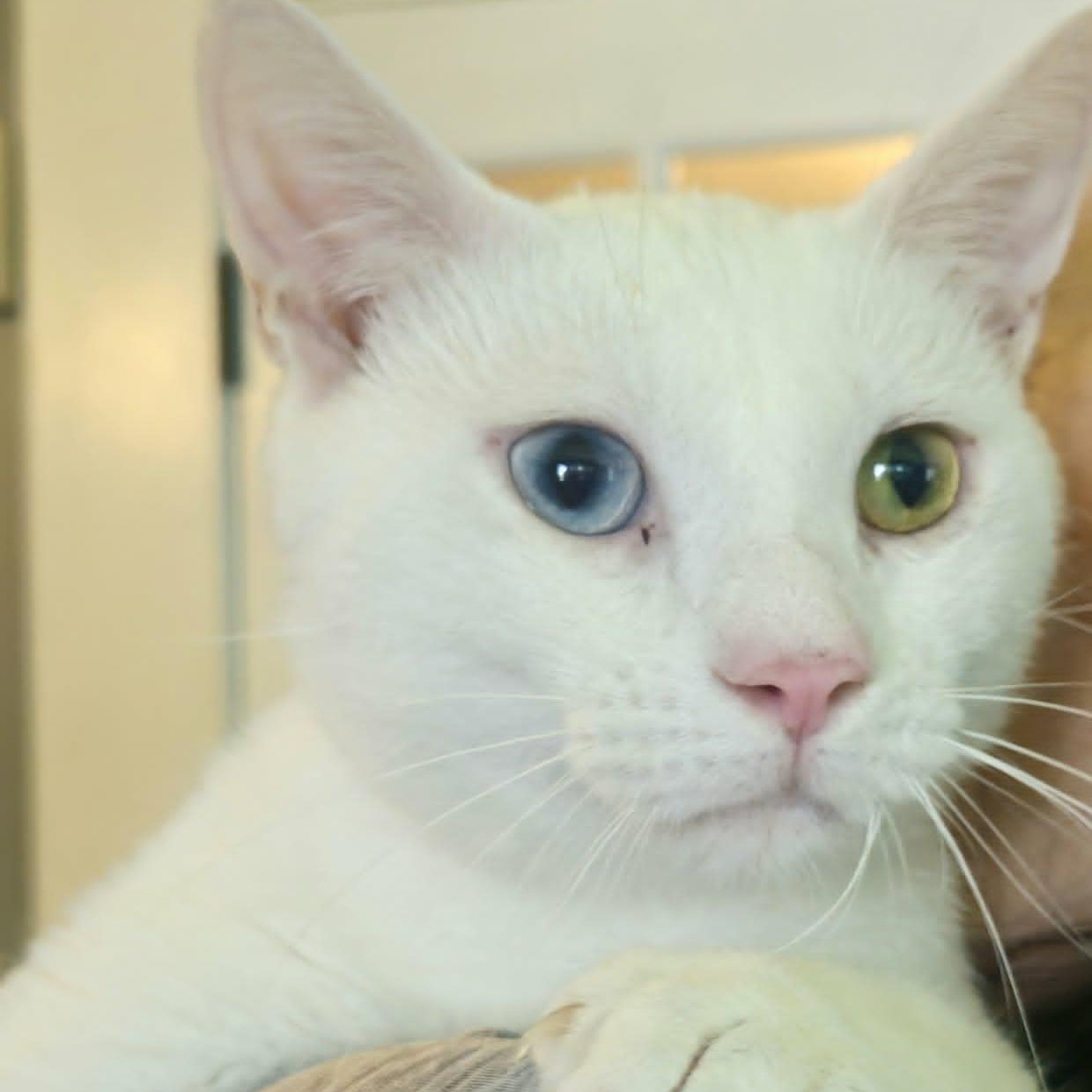 Beckett - Perfect Companion, a ADOPTABLE Domestic Short Hair in Rochester, NY image 4/4